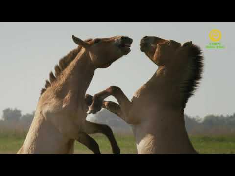 Дикие лошади - сказки Пушты / Wild Horses: A Tale from the Puszta
