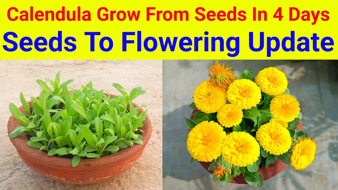 Grow Calendula Flower Plant From Seeds With Flowering Update ...