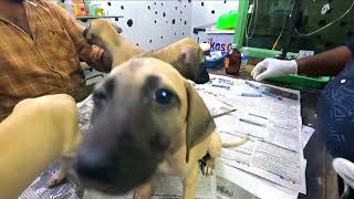 Chippiparai  Puppies for sale by Dr.R.Kishore Kumar MVSc., 1,853 views 4 months ago 1 minute, 12 seconds