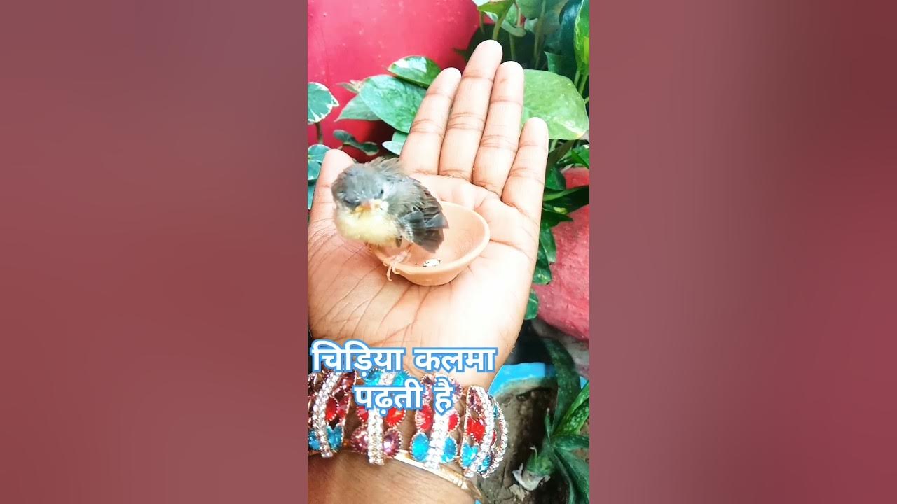 Milk fertilizer for indoor plants gulshankalmapadhtehainbirds 
