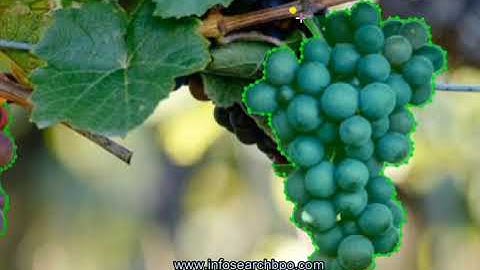 AI in Agriculture with Bounding Box & Semantic Segmentation at Infosearch