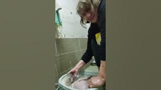 How Snowball takes baths