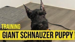 GIANT SCHNAUZER PUPPY Obedience TRAINING | 12 weeks old | Royal Giant Schnauzers | #GiantSchnauzer