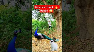 😱 Peacock Attack Rabbit | Shocking Wildlife Moment 🦚🐰 #shorts #birds #trending