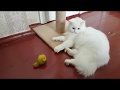 Petting Turkish Angora cat - the cutest cat video の動画、YouTube動画。