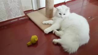 Petting Turkish Angora cat  the cutest cat video