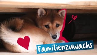 VIEL ZU SÜß!!!  ein Shiba Inu zieht ein