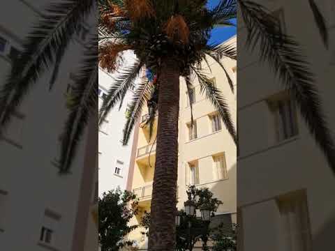 La operaci&oacute;n de rescate del gato de Plaza Espa&ntilde;a, infructuosa de momento