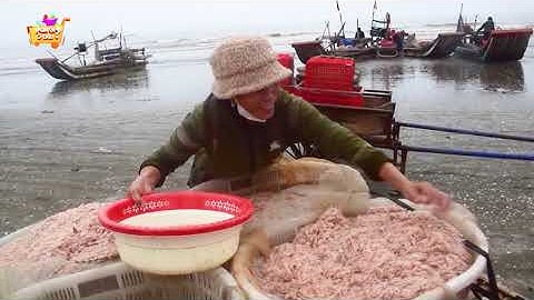 Sau mỗi đêm đánh bắt, ngư dân mang về HÀNG TẠ ruốc biển LÃI TIỀN TRIỆU |MGOD