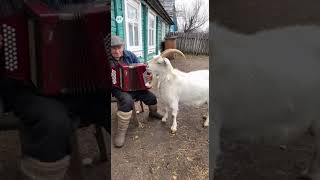 Козёл не ВЫДЕРЖАЛ музыки! #shorts