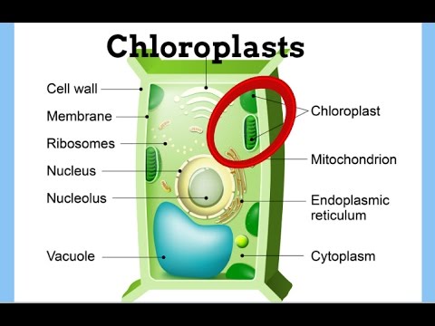 Chloroplasts-Definition-Function-Structure