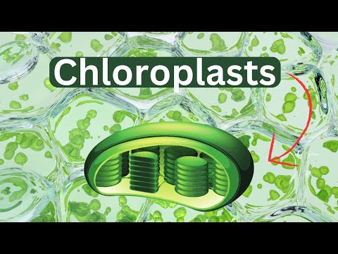 Chloroplasts-Definition-Function-Structure