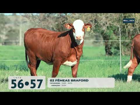 Lote 56 Tatu J483 Lote 57   J609