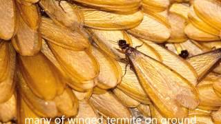 How to Tell if You Have Termites | Identifying Termites