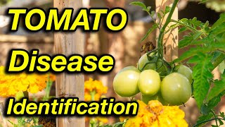 Stop worrying about tomato diseases. Watch this!