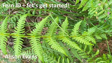 Fern ID - let