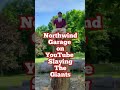 Northwind Garage Monster Log Series log 2 Slaying the Giants @northwind garage #short #shortsvideo