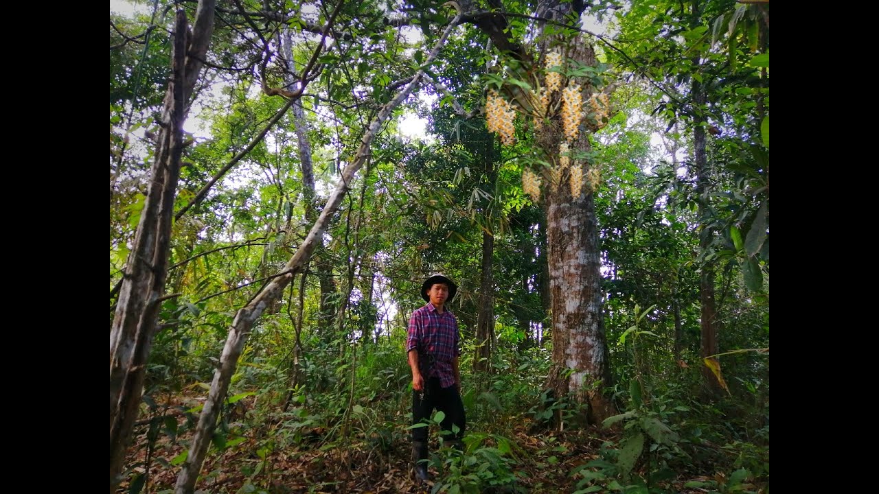 เข้าป่าตามหากล้วยไม้ป่าหายากและราคาแพงโครตๆ!!! #ต้นไม้