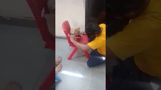 Parisian #cat कितना मजा कर रही है  #injoy grooming at home #viralvideo