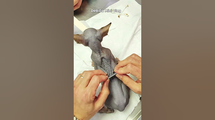 Tüysüz sfenks yavru kedi 😆
