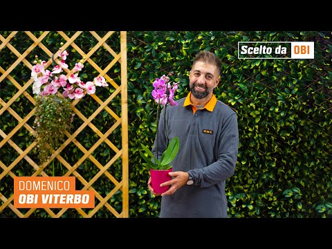 OBI presenta: Orchidea
