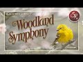 Woodland Symphony - Singing Birds & Other Forest Ambience for Relaxation - Dark Screen 4 Hours