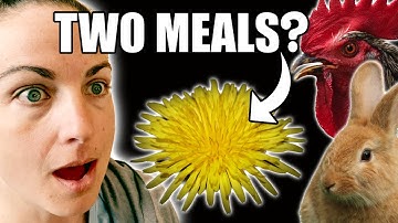 The Sustainable Dandelion Experiment