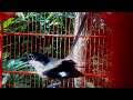 Suara Burung Cendet Isian Gereja Tarung Kenari Dan Kucing Mp3 - Mp4 Download