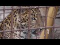 Zoo Hannover: Hulmann-Äffchen-Leopard Julius und Wölfe