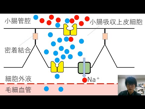 チャネル・ポンプ・輸送体　高校生物 channel, pump, transporter, biology lecture