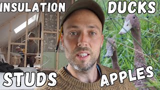 Cottage Renovations & Homestead Changes | Stud walls & Insulation, Runner Ducks & Apple Juice