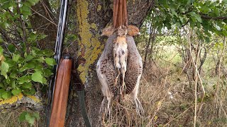 видео: Лов на Кеклик, Яребица и Пъдпъдък HD картинка: Лов на Кеклик, Яребица и Пъдпъдък HD