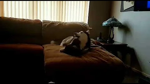 Video 645251: bengal grooming, best bengal cat, bengal cat playing, cute bengal