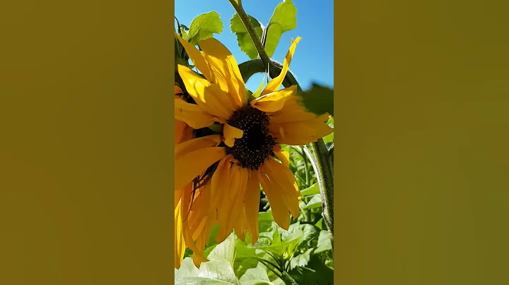 Sunflowers