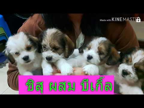สุนัข ชิสุ กับ บีเกิ้ล ผสมกันได้อย่างไร สุนัขสวยที่สุด