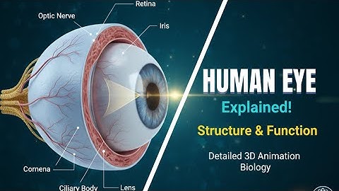 How the Human Eye Works | Detailed 3D Animation