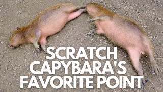 How to Please a Capybara Meme