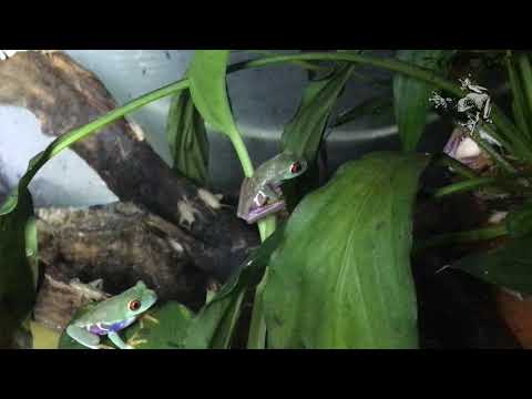 Video: Žába červenooký (Agalychnis Callidryas)