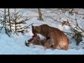 Lynx (Lynx lynx) and juvenile feeding on a roe deer (Capreolus capreolus) in snow in winter, Germany