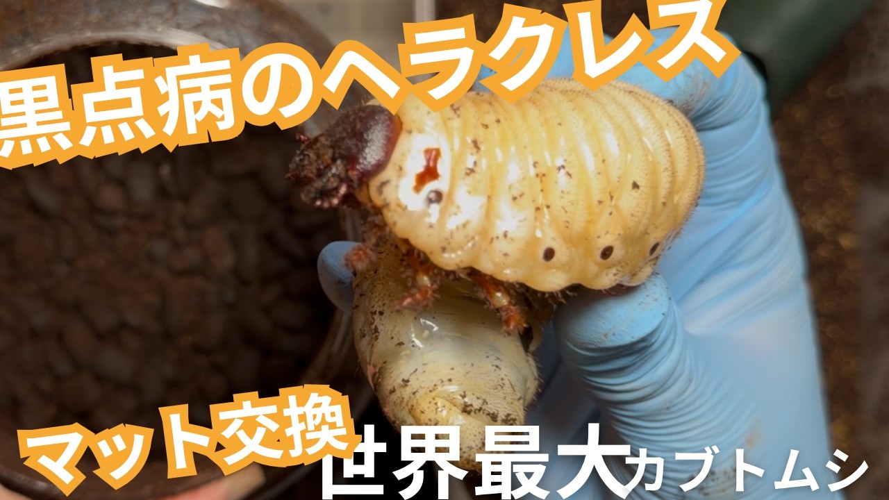Concern] Changing the substrate for Hercules beetles with black