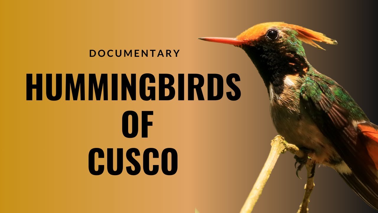 Cusco, a hummingbird watching paradise.