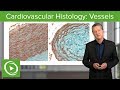 Cardiovascular Histology: Vessels – Histology | Lecturio