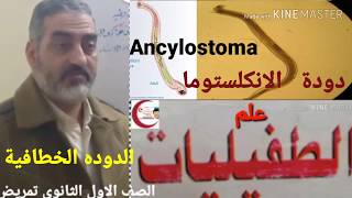 دودة الانكلستوما او الدوده الخطافيه او النيكاتور Ancylostoma