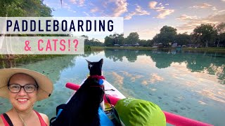 Stand Up Paddleboarding with CATS! by Becky Wonders (Becky Marshall Design) 669 views 1 year ago 5 minutes, 10 seconds