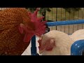 Rooster falls in love with disabled chick