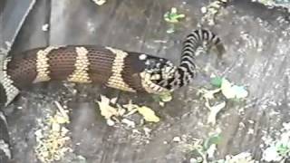 I caught this baby rattlesnake and threw it in with my king snake...i
knew what would happen.