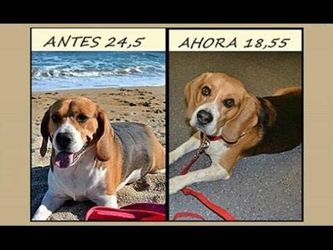 como bajar de peso a tu perro