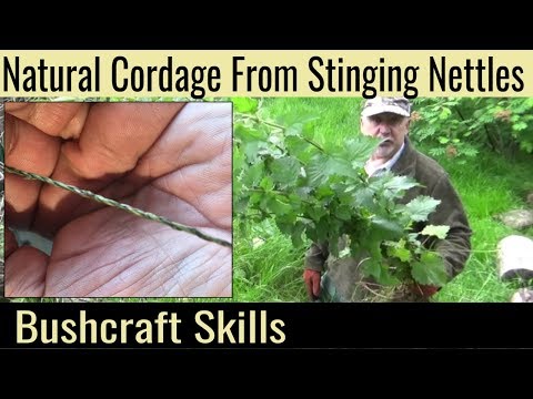 فيديو: كيفية صنع خيط نبات القراص