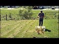 THINNING My Lawn on Purpose...Why?? // Dethatch and Overseed Your Lawn