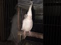 White Face Cinnamon Pearl Fallow & Heavy Pied Split Fallow Cockatiel #birds #pet #like #parrot